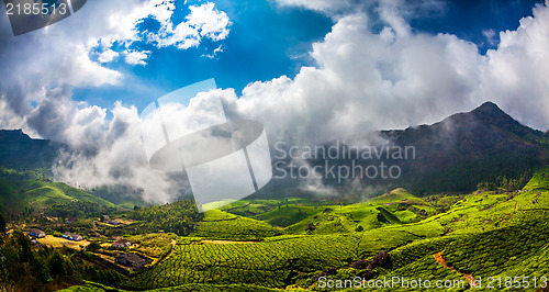 Image of Tea plantations in India
