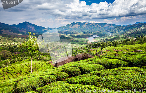 Image of Tea plantations in India