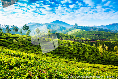 Image of Tea plantations in India