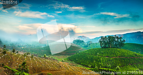 Image of Tea plantations in India