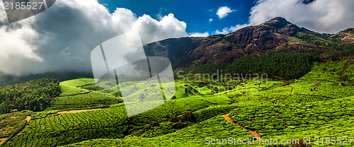 Image of Tea plantations in India