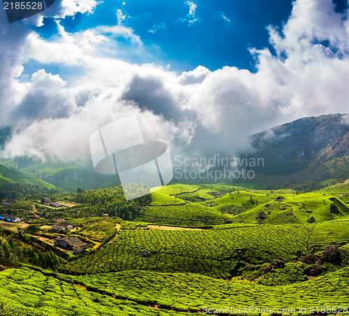 Image of Tea plantations in India