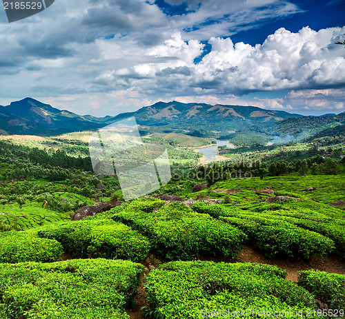 Image of Tea plantations in India