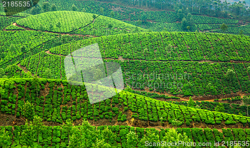 Image of Tea plantations in India