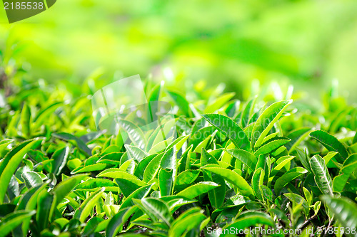 Image of Tea plantations in India