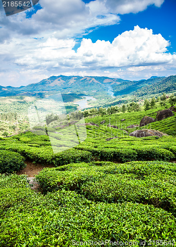 Image of Tea plantations in India