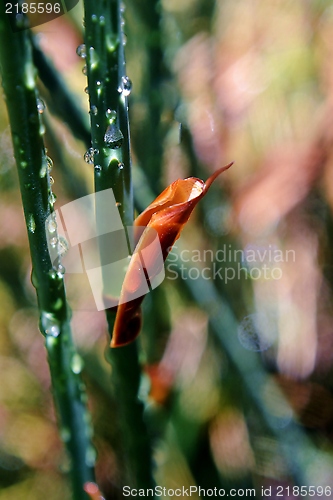 Image of Bamboo grass