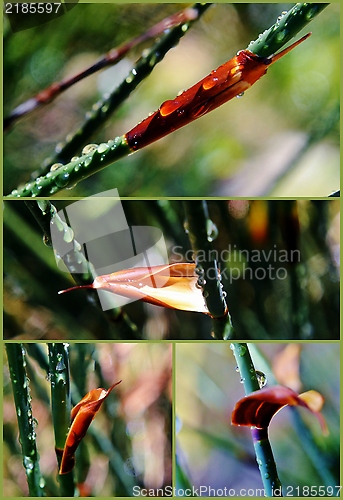 Image of Bamboo grass