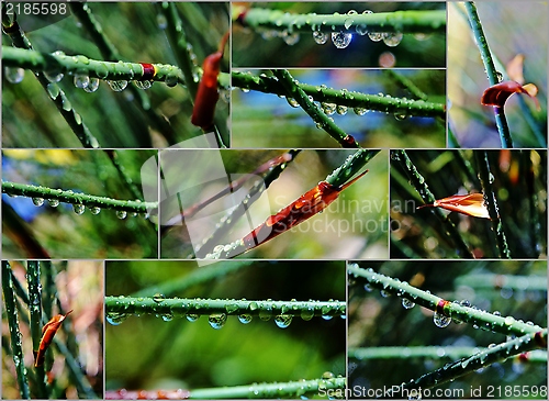 Image of Bamboo grass