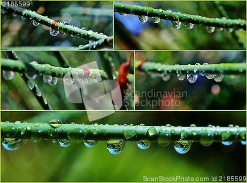 Image of Bamboo grass