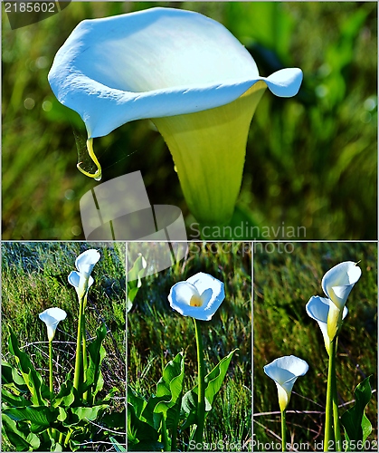 Image of White arum lily