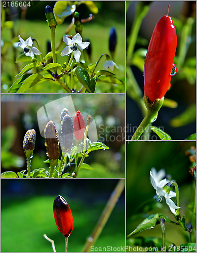 Image of Red Chilli Pepper