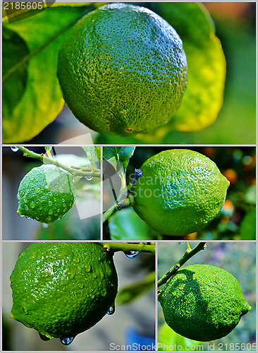 Image of Lime on Tree