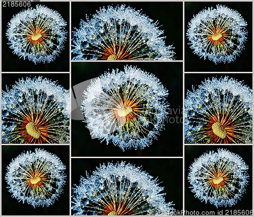 Image of Dandelion with dew drops