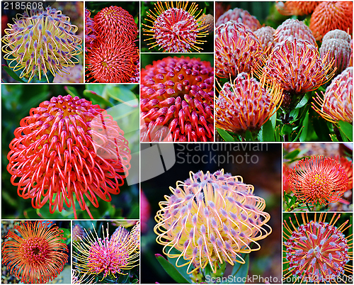 Image of common pincushion protea