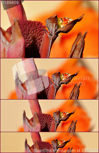 Image of Raindrop on lily