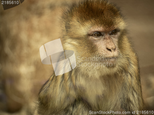 Image of Monkey behind the glass