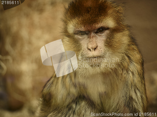 Image of Monkey behind the glass