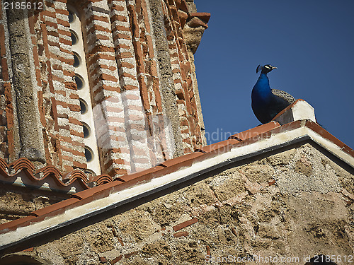 Image of Peacock on monastery