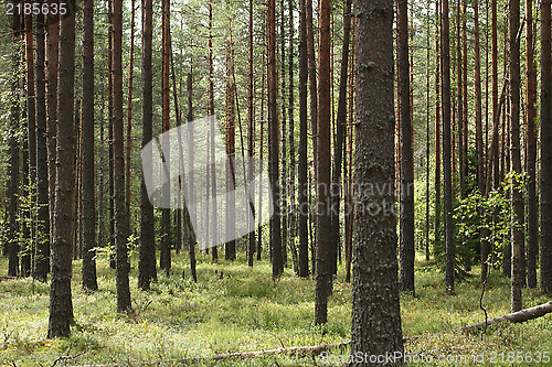 Image of pine forests