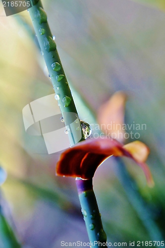 Image of Bamboo grass