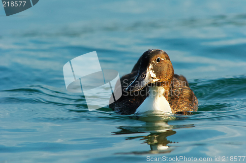 Image of Brown duck in blue water