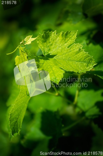 Image of Young grapevine