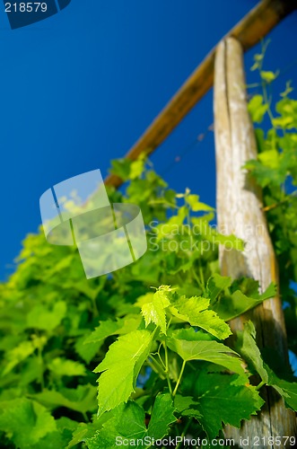 Image of Young grapevine