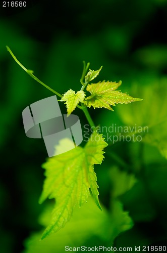 Image of Young grapevine