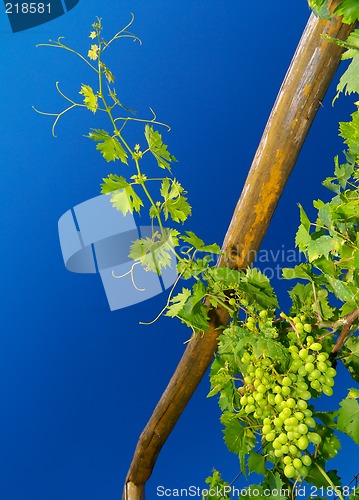 Image of Young grapevine