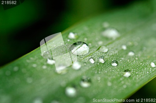 Image of Pearls of dew