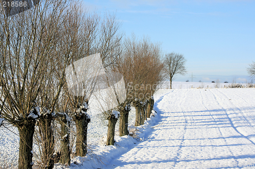 Image of winter forest