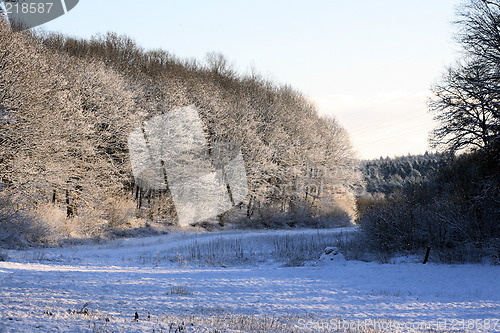 Image of winter forest