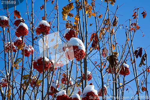 Image of Ashberry under snow