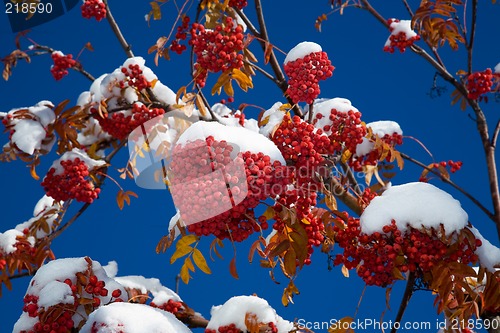 Image of Ashberry under snow