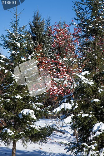 Image of Fir covered snow.