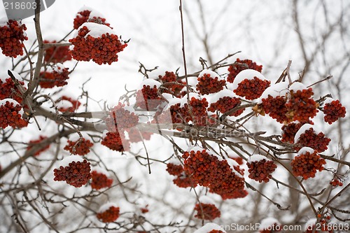 Image of Ashberry under snow