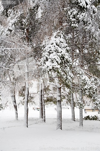 Image of After snowstorm.