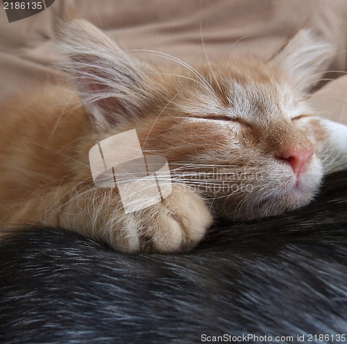 Image of Maine Coon kitten portrait