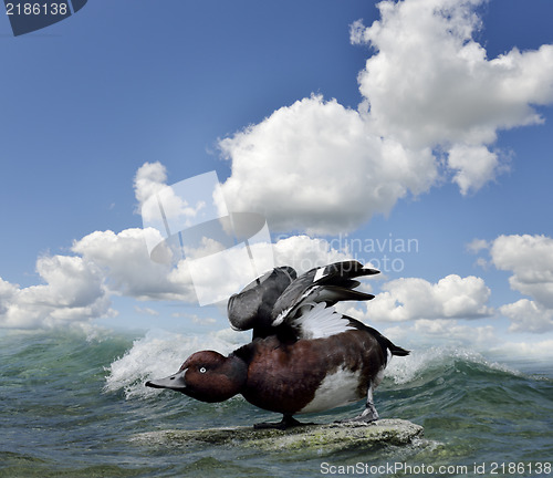 Image of Duck On The Water