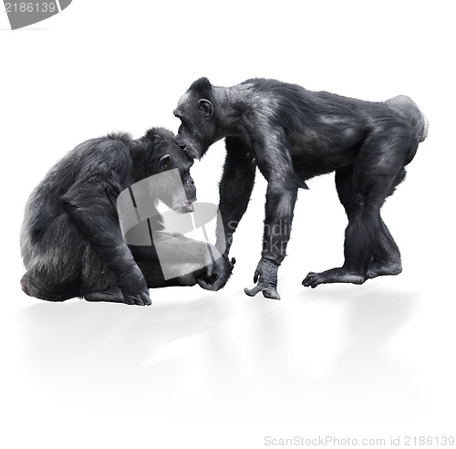 Image of Two Black Chimpanzee 