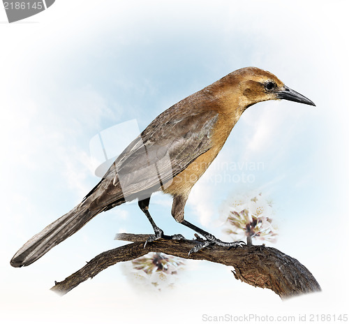 Image of Bird Perching