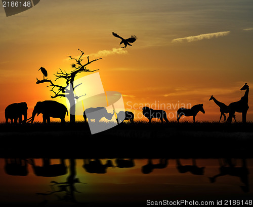 Image of African Animals