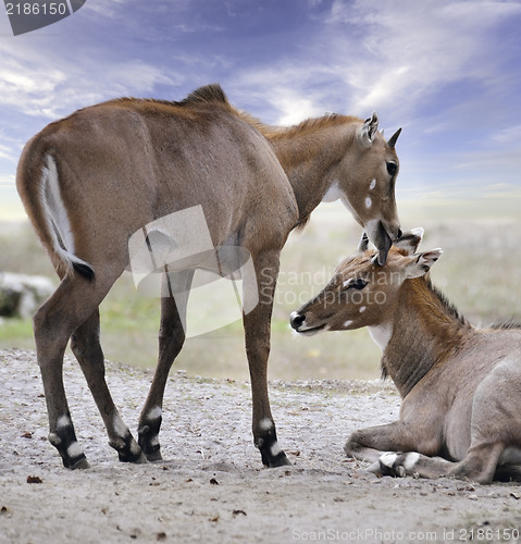 Image of Asian Antelopes Nilgai