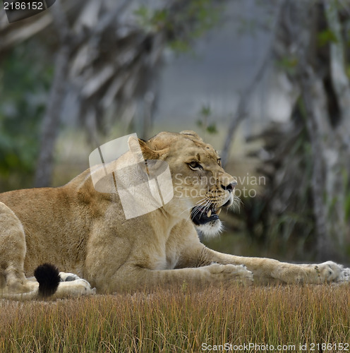 Image of Female Lion