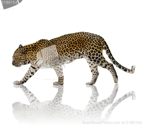 Image of  Leopard 