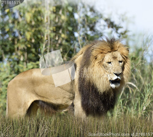 Image of Lion