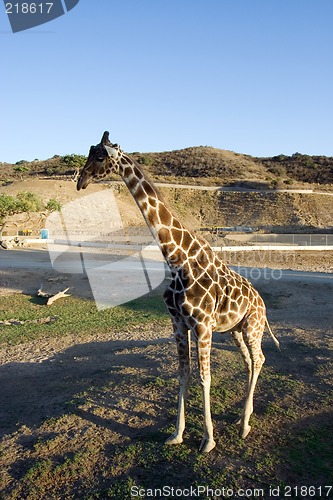 Image of solitary giraffe