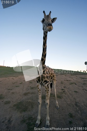 Image of solitary giraffe