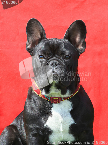 Image of The portrait of French Bulldog